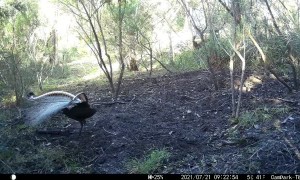 Superb Lyrebirds Mating Ritual