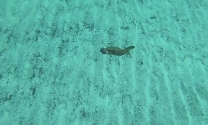 Swimming Crab Surprises Diver