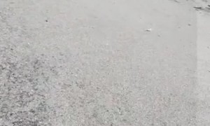 Tangled Egret Freed from Fishing Wire