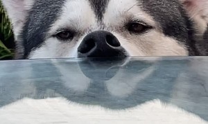 Relaxed Husky Rests Nose Against Table