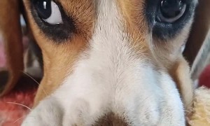 Beagle Comforted by Baby Blankets