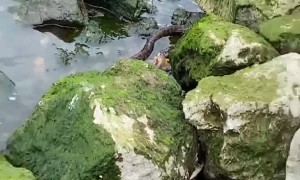 Snake Catches Fish For a Snack