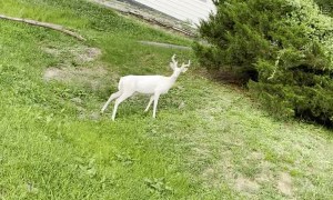 Rare Albino Deer Frolics in West Virginia