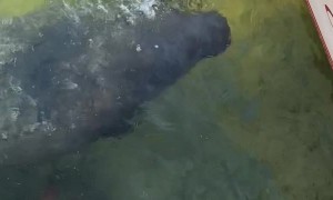 Friendly Manatee Stops in for a Sip