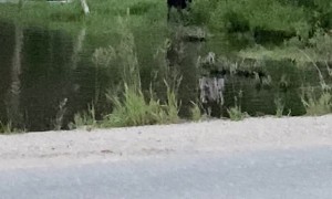 Bull Moose Plays in Pond