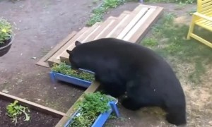 Woman Locked Outside as Bear Passes By
