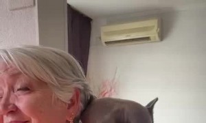 Bully Takes Big Nap on Grandma's Shoulder