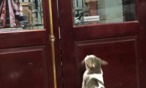 Clever Cat Called to Open Closed Door