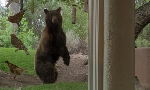 Bear Makes Off With Bird Feeder