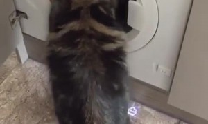 Cat's favorite activity is playing with the washing machine