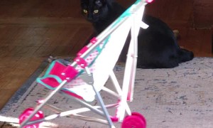 Kitty Climbs Into Stroller for a Ride