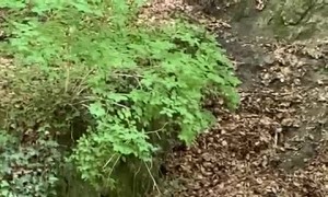 Little Ducklings Take a Leap of Faith to Follow Mama