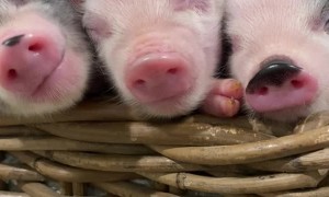 Relaxed Piglet Enjoys Face Rubs