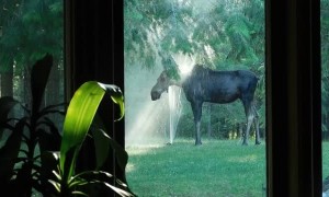 Mama Moose Cools off in Backyard Sprinklers