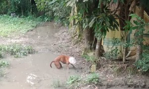 Good Samaritans Save Dog With Head Stuck in Container