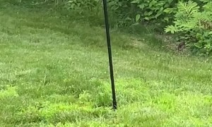 Slinky Stops Squirrel from Snagging Seeds