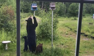 Mama Bear and Cubs Want Bird Feeder