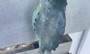 Strange fish will stick to any surface even out of the water