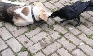 Beaked Buddy Bugs Puppy Pal