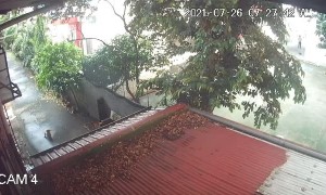 Maltese Unharmed When Typhoon Topples Tree Limb