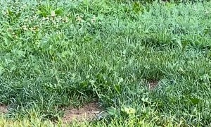 Rescued Fawn and Raccoon Hoping Around