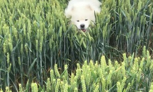 Fluffy Dog Bounds over Barley