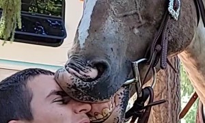 Sleepy Horse Slides Lips Down Face