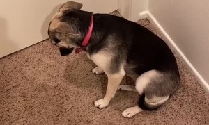 Guilty Puppy Plays Dead after Getting Caught