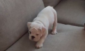 Watch This Puppy Adorably Stalk His 