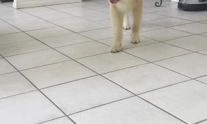 Playful Golden Retriever Pounces Like a Lion