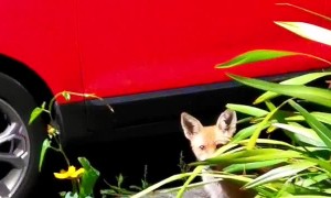 Fox Family Patiently Waits for Food
