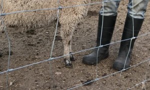 Loving Lamb Hooves for Her Human
