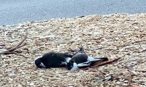 Chill Magpies Lie on Cold Mulch