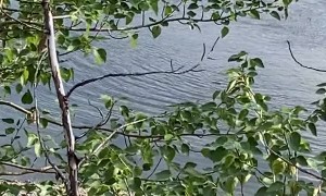 Grizzly Tries to Ride Paddleboard