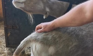 Goat Savors Singsong Scratches