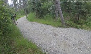 Close Encounter With Grizzly Bear Chasing Other Grizzly