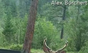 Deer Steals a Hotdog