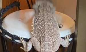 Bearded Dragon Plays a Beat on the Bongo Drum