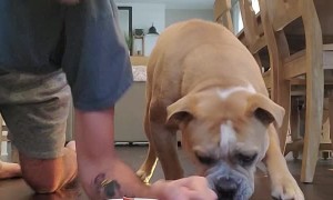 Doggy Takes on His Human in a Treat Race