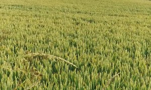 Dog Playing Peek-a-Boo in Field he Isn't Allowed in