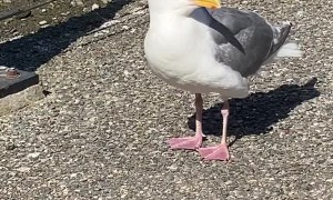 Seagull Stretches Its Beak Wide Open