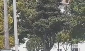 Man Manages to Sidestep Pack of Police