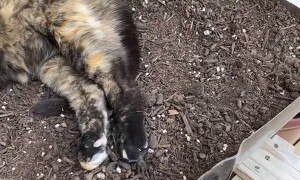 Strange Garden Seems to Grow Cats