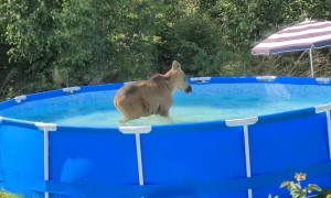 Wild Neighbors Drop By to Use Backyard Pool