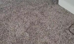 Playful Kitty Demands Game of Fetch