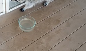 Raccoon and Goat Go Toe to Toe