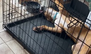 Boxer Drinks Upside Down and Between Bars
