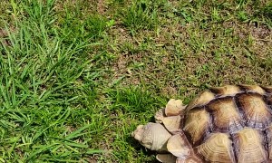 Manual Lawn Trimmer Gives it His Best