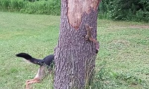 Shepherd Searches in Circles for Squirrel