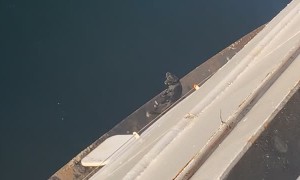 Dog On Unprotected Edge of Ferry